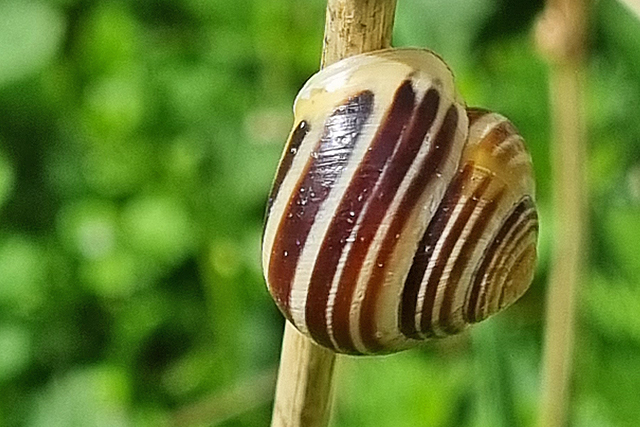 Witgerande Tuinslak
